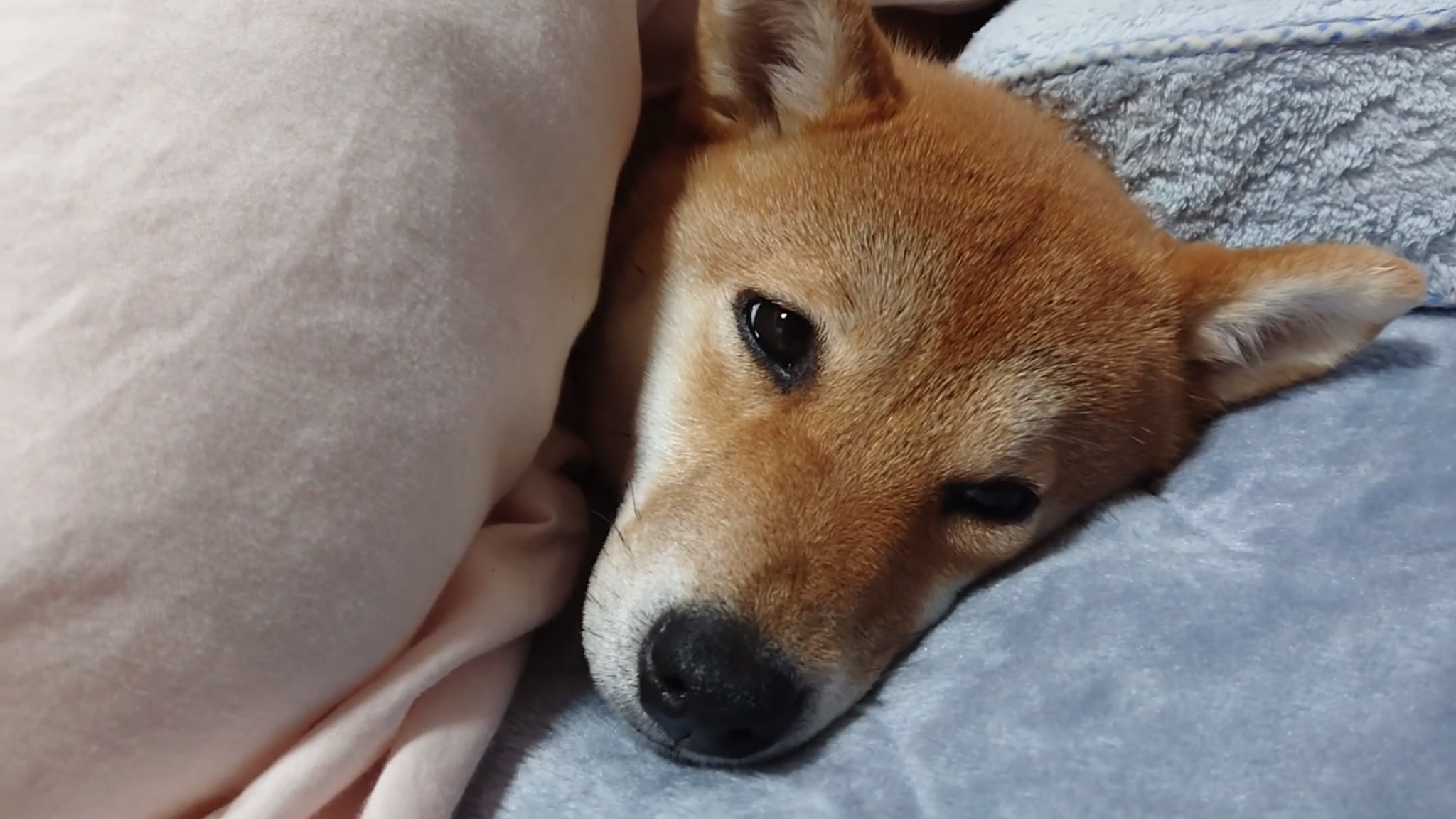 岡山のクマさん