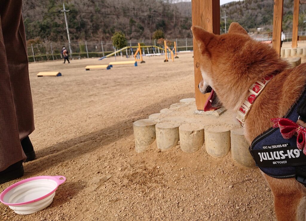 クマさん