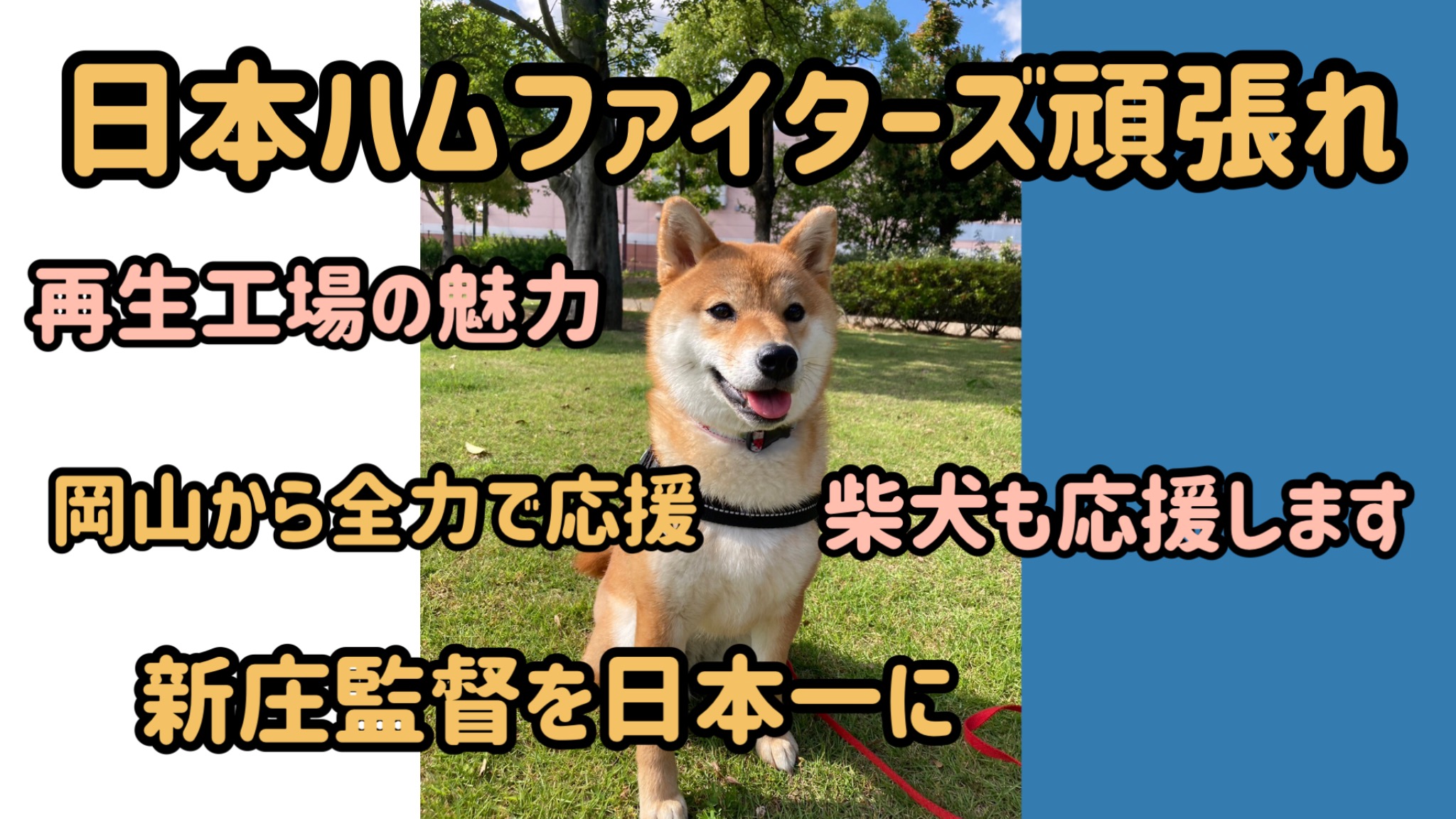 柴犬