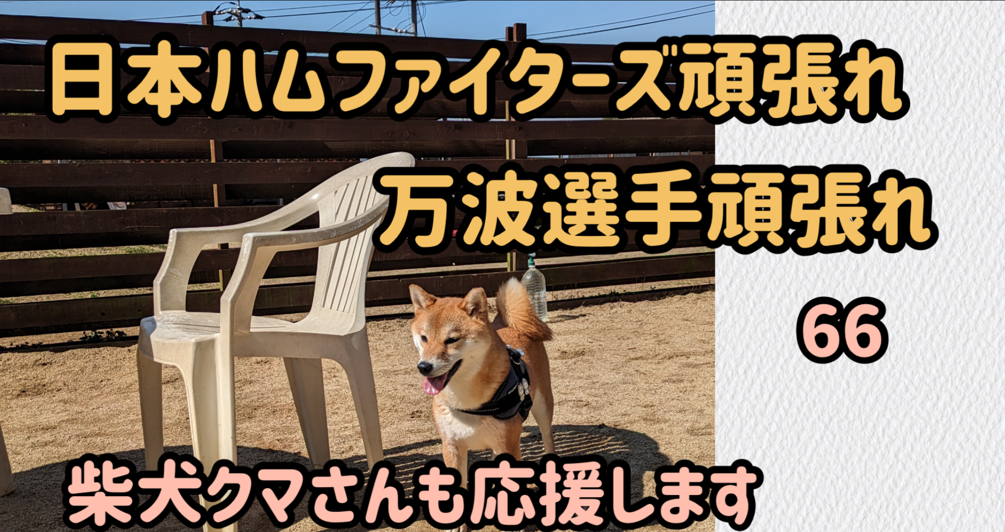 柴犬