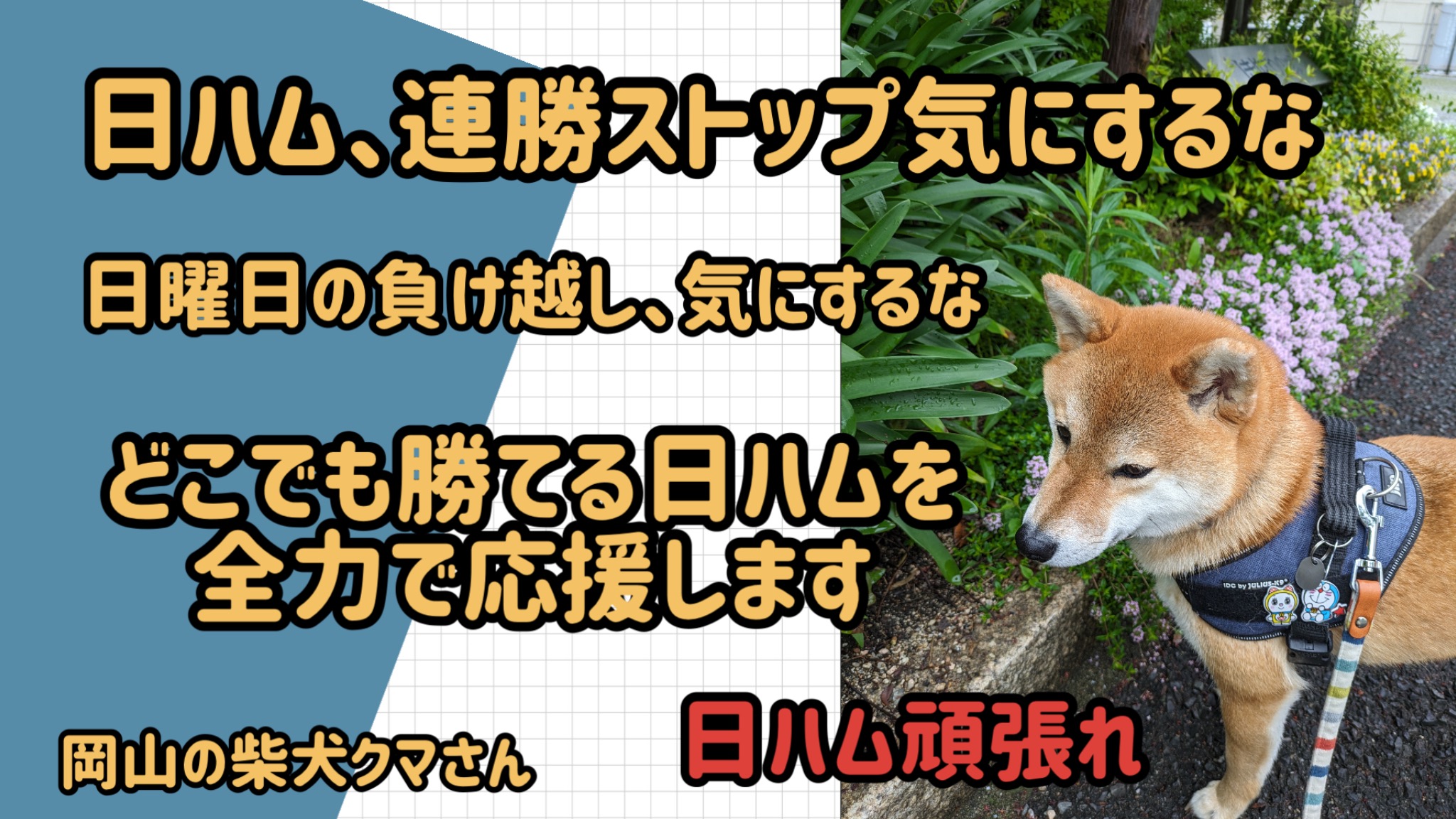 散歩をする柴犬