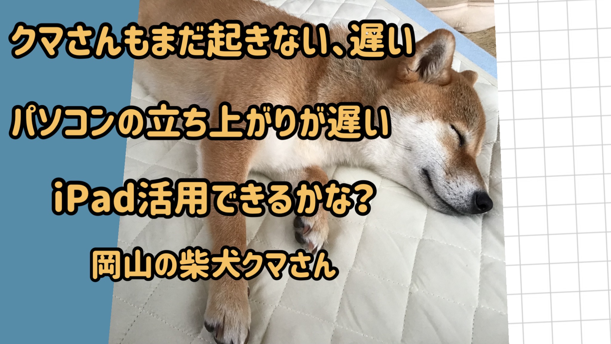 柴犬