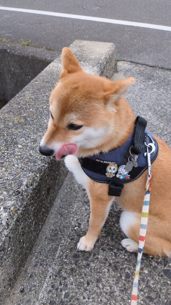 柴犬