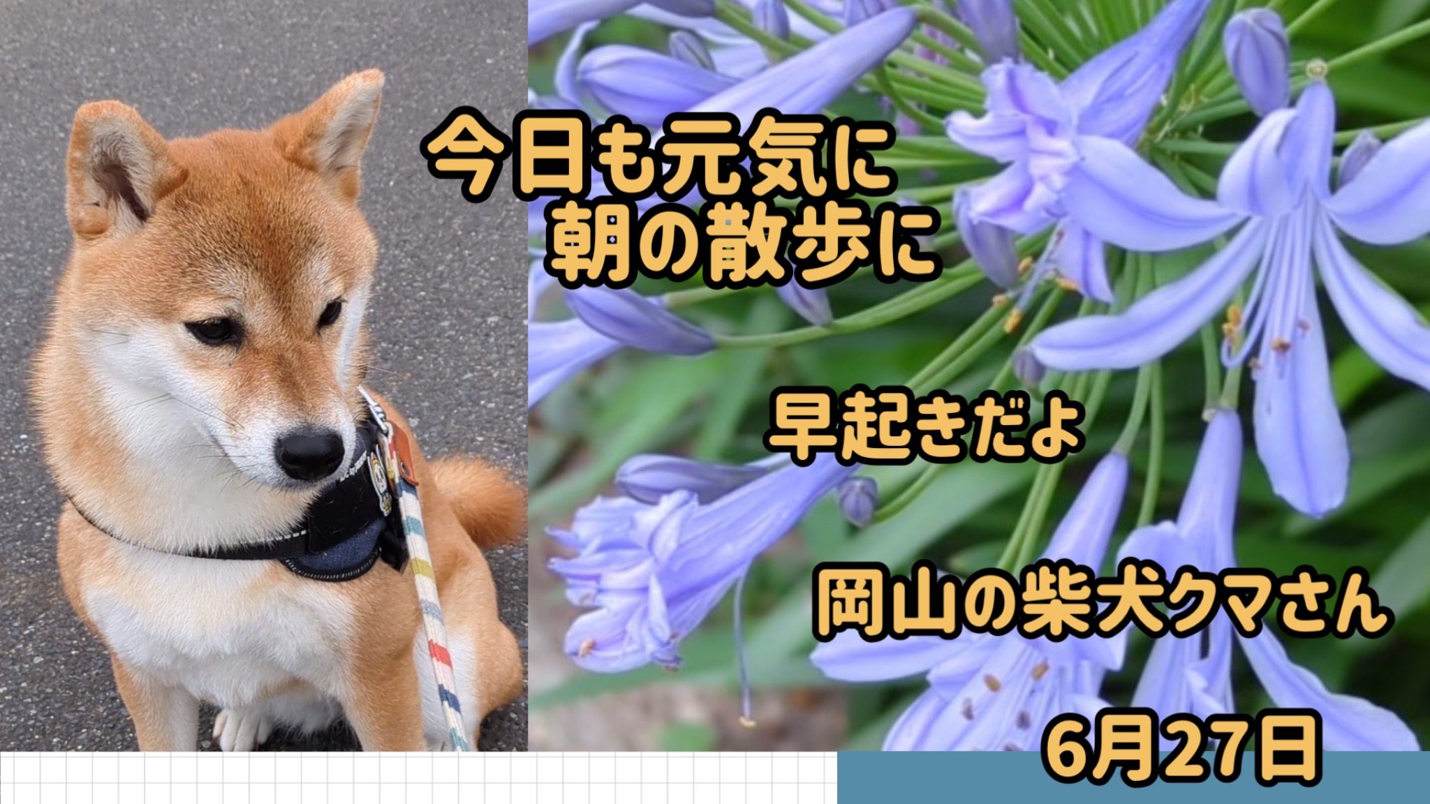 柴犬