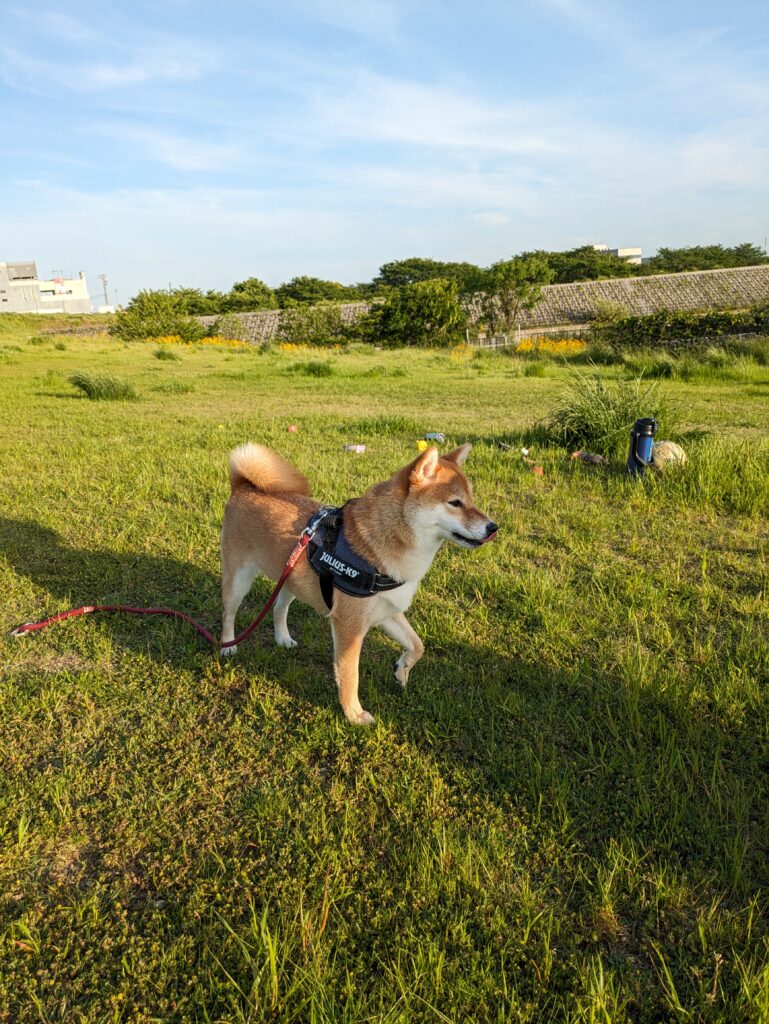 柴犬